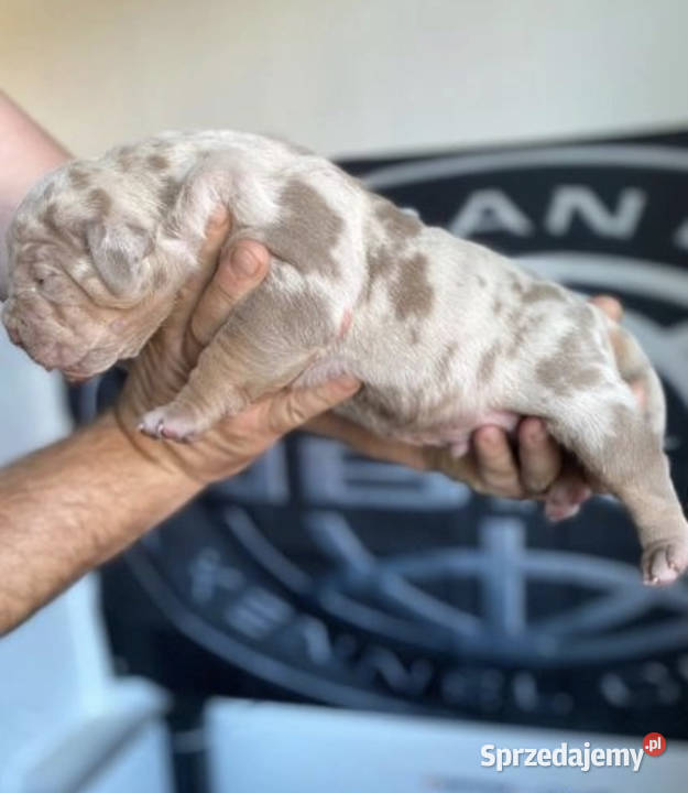 AMERICAN BULLY XL PREMIUM Warszawa sprzedam