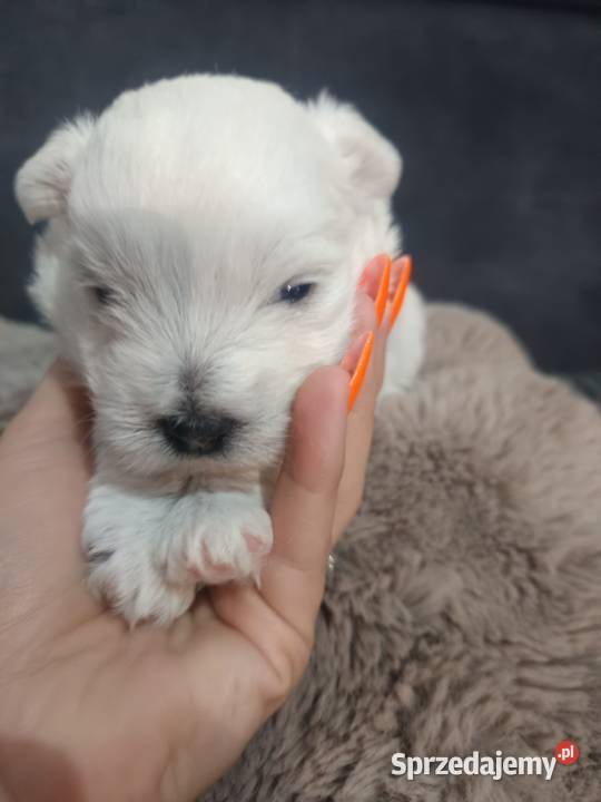 Suczka i rasy West Highland White Terrier