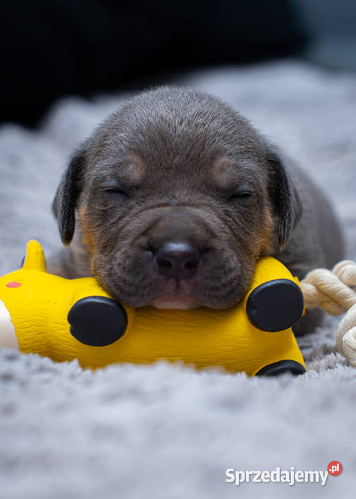 American Bully XL Tarnów