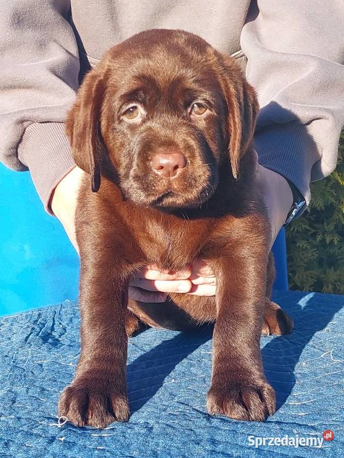 Labrador Retriever ZKwPFCI czekoladowa sunia dolnośląskie Szczawin