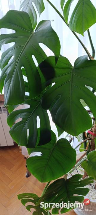 Piękny kwiat Monstera łódzkie Radomsko