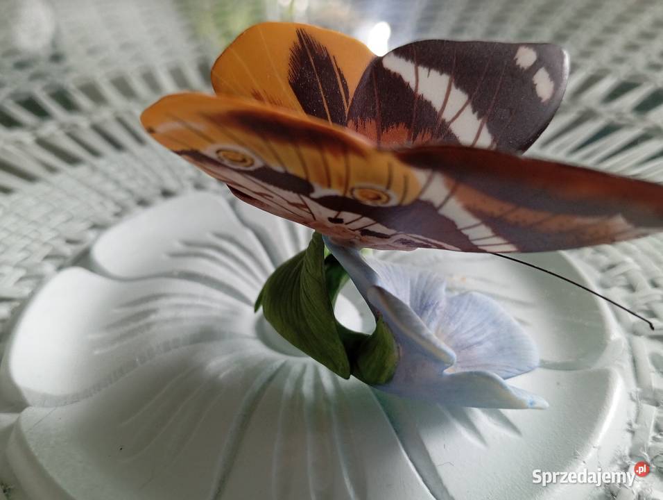 Porcelanowy motyl Franklin Zielona Góra