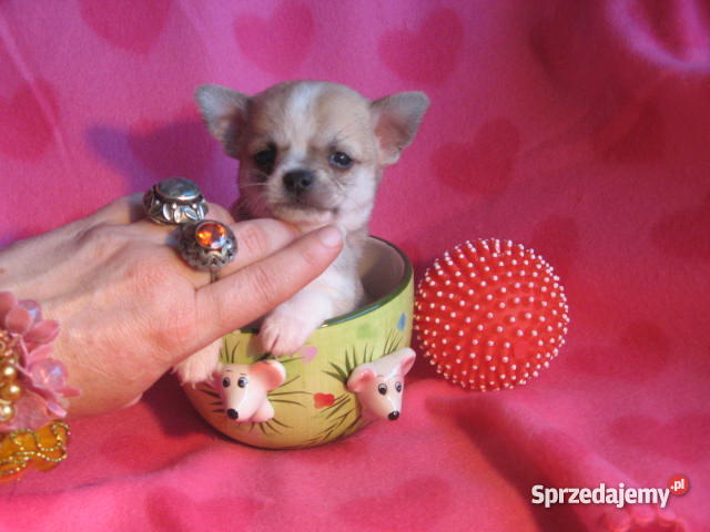 CHIHUAHUA mini najmniejsze cziłała Gdańsk