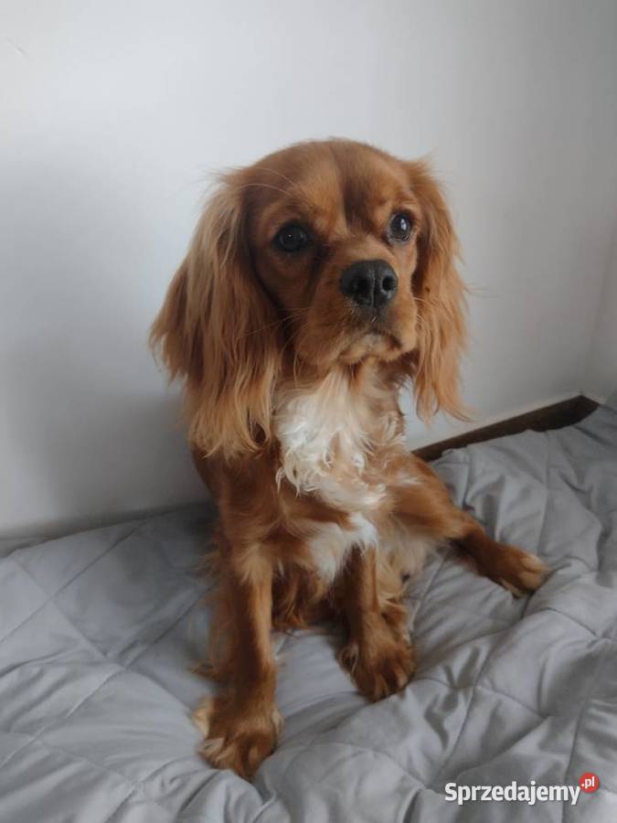 Cavalier King Charles Spaniel samiec pomorskie Wejherowo