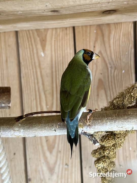 Amadyna wspaniała samiczka 2025 r śląskie Ruda Śląska