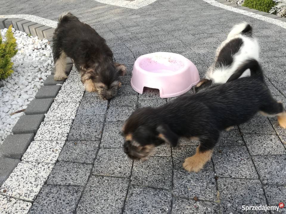 Shih tzu mix Radomsko sprzedam