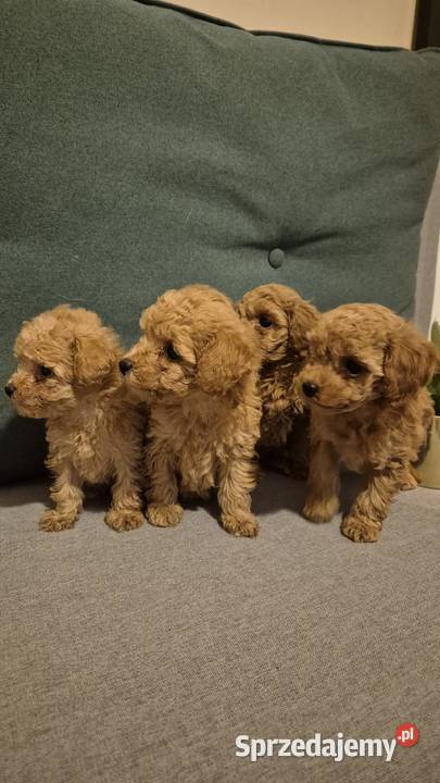 Zarejestrowany pudel toy Weronikopole