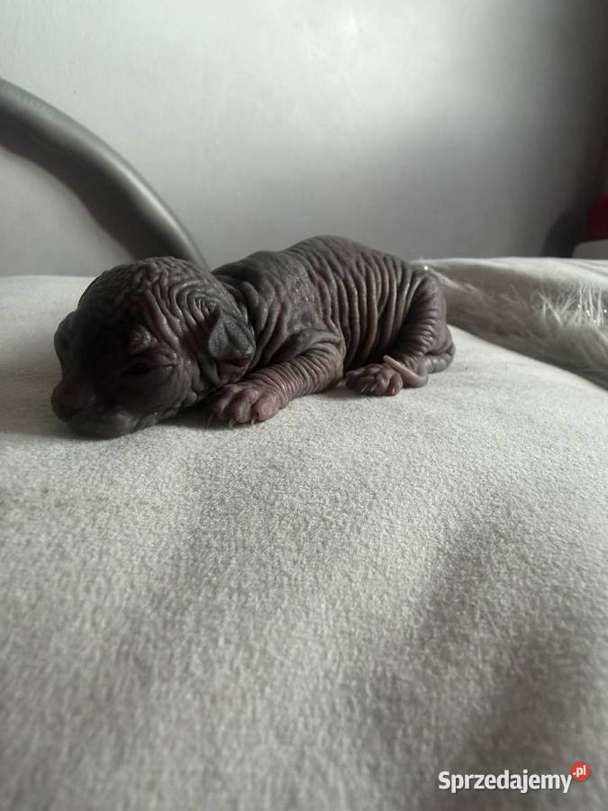 Kotki do rezerwacji odbiór Wielkanoc Łódź sprzedam