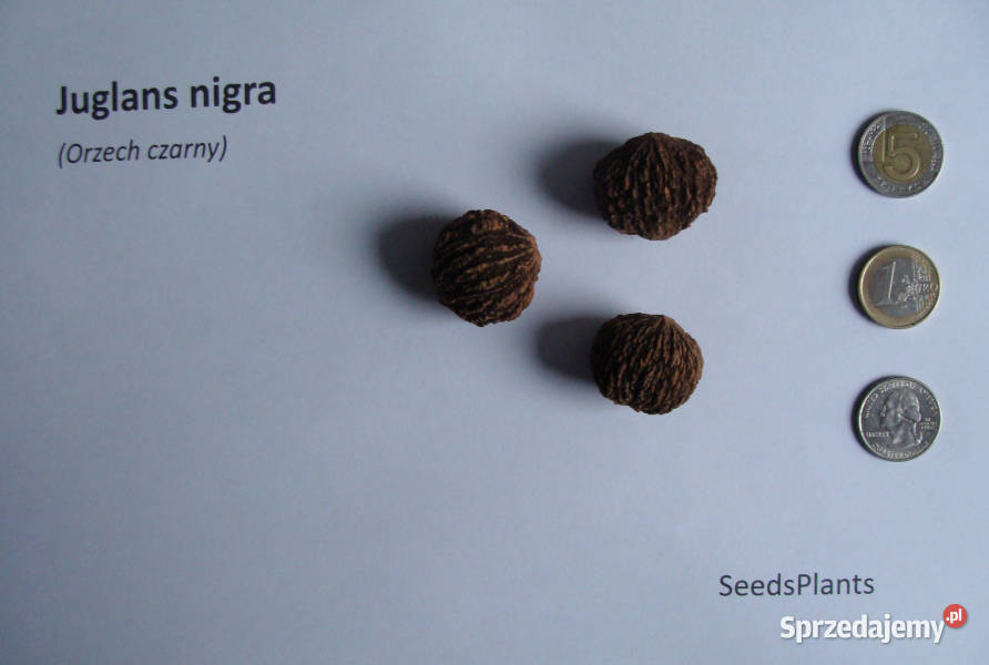 ORZECH CZARNY Juglans nigra NASIONA 10 sztuk Lubanie
