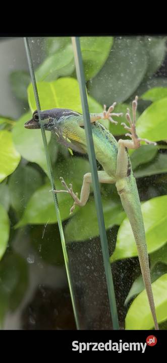 Anolis roquet summus macouba Samiec Gady i płazy śląskie Sosnowiec