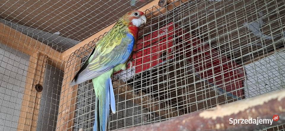 Rozella Białolica 2025 Częstochowa