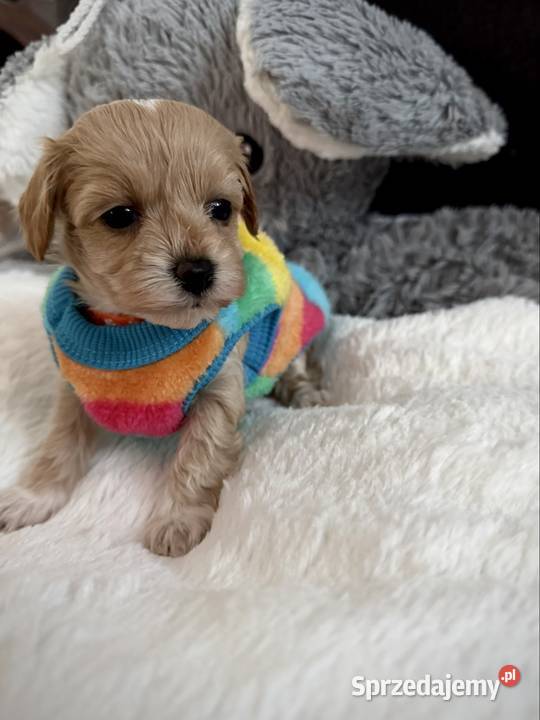 Maltipoo maleńka dziewczynka