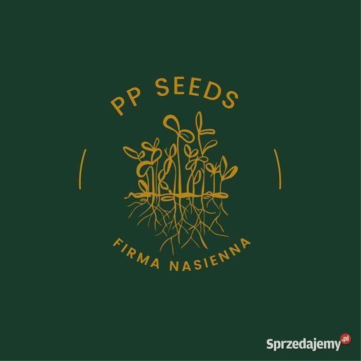 Soczewica Olsztyn sprzedam