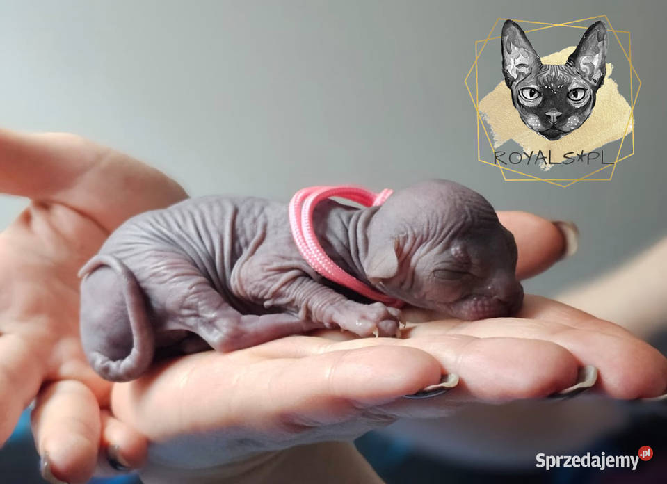 Coco sfinks kanadyjski czarna kotka Częstochowa sprzedam