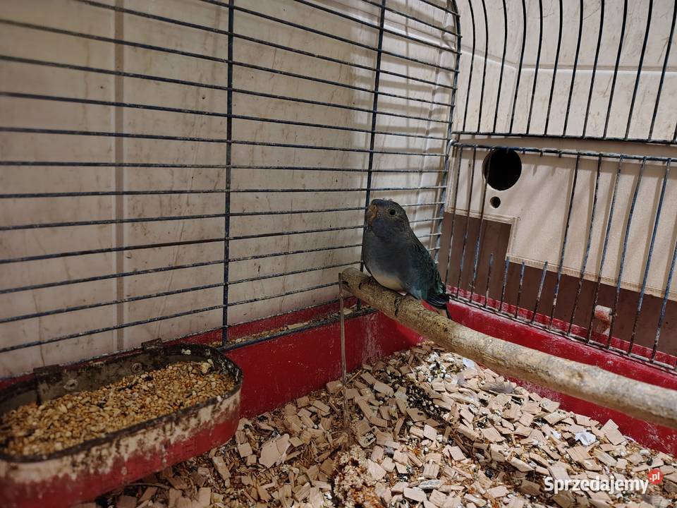 Łąkowka Wspaniała Bochnia