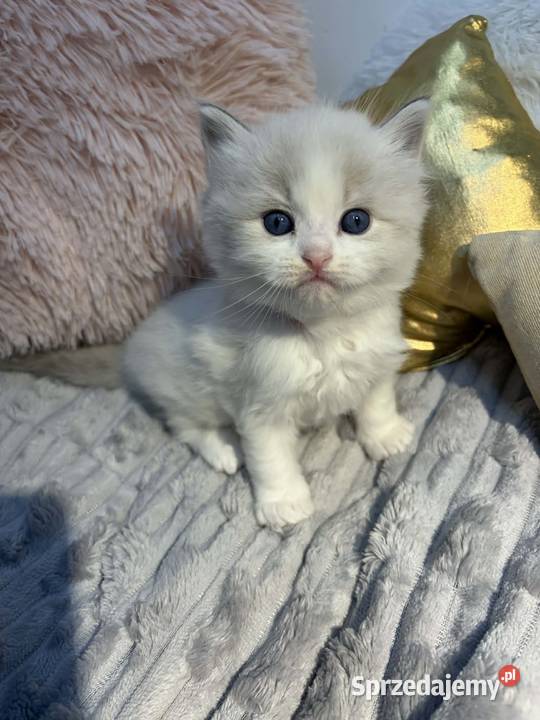 Kocięta Ragdoll z hodowli FiFeFLP Aleksandrów Łódzki