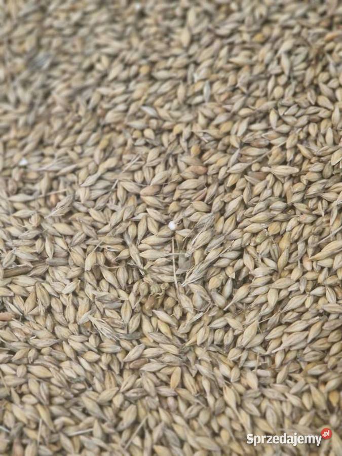 Jęczmień ozimy sprzesam