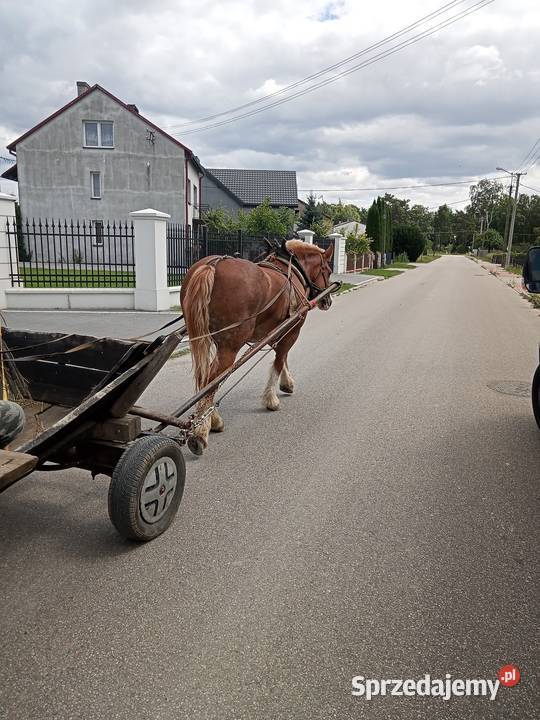 Sprzedam Klacz 8 lat Ujrzanów