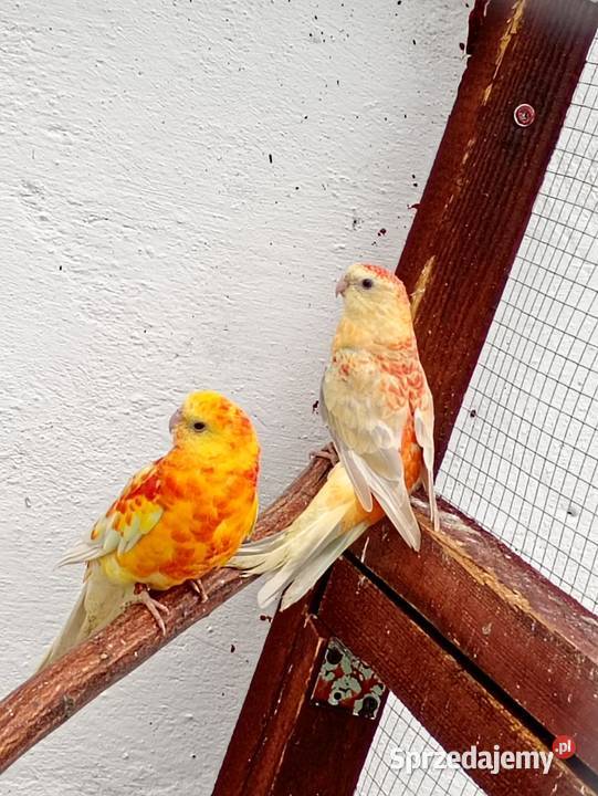 Świergotki Para śląskie Pszczyna