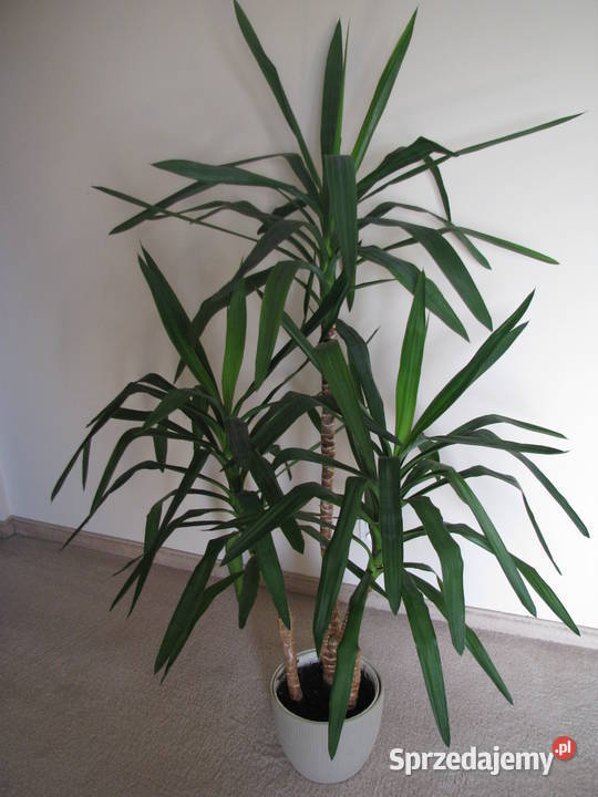 Juka piękny zdrowy duży kwiat doniczkowy 3pienny Brzegi