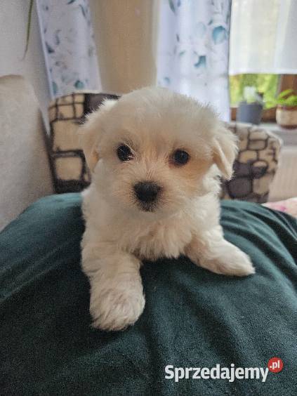 Szczeniaki maltańczyka Maltańczyk Legionowo