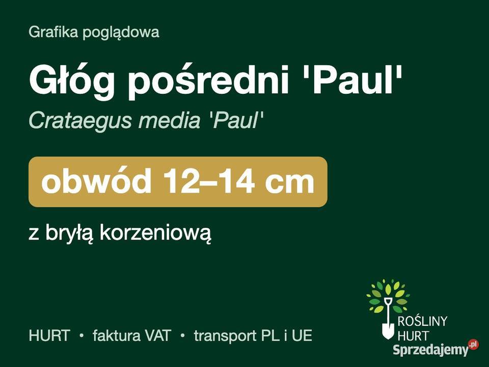 Głóg pośredni Paul Crataegus media obwód 1214 z sprzedam