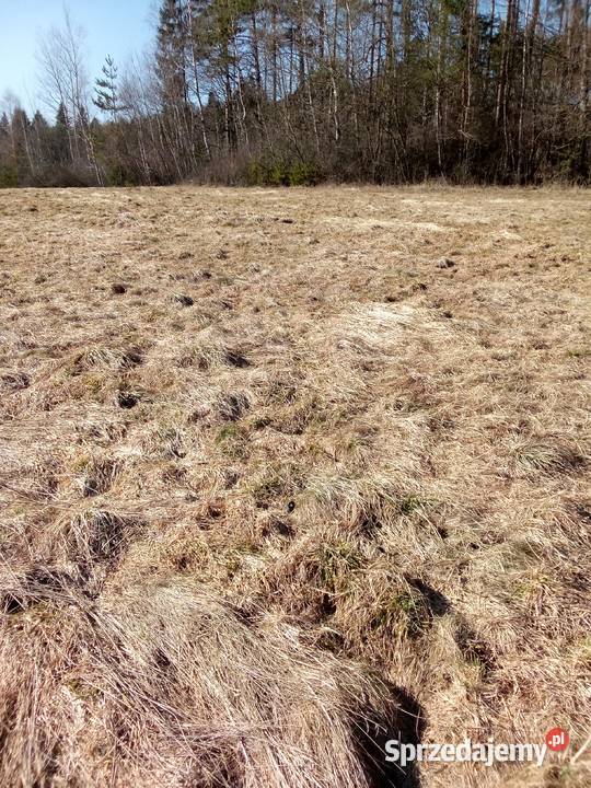Sprzedam działkę budowlaną 20m Wysoka