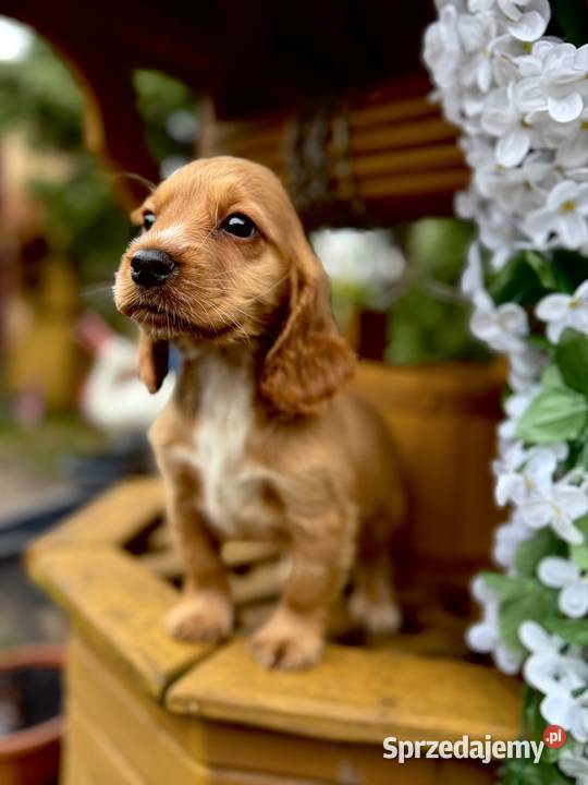 Cudowna sunia Cocker Spaniel Angielski złota z Kraków
