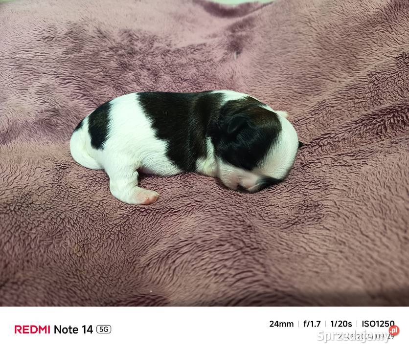 Suczka Shihtzu Gorlice
