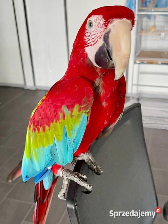 Uwielbiam samca Ara sprzedam