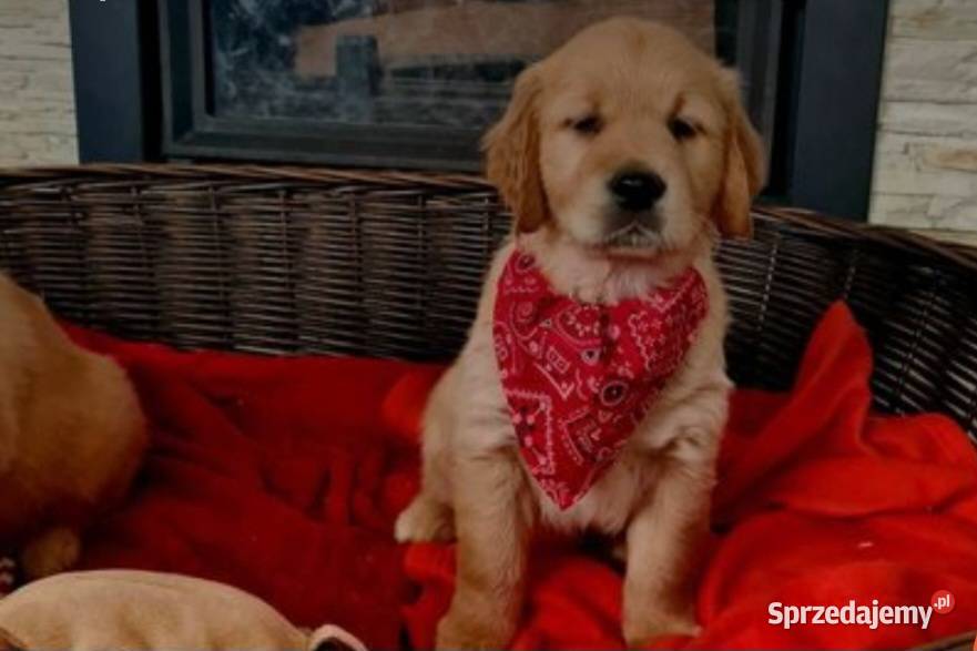 Golden Retriever zloty rudy ZKPL DNAgenetyka małopolskie Szczawa sprzedam