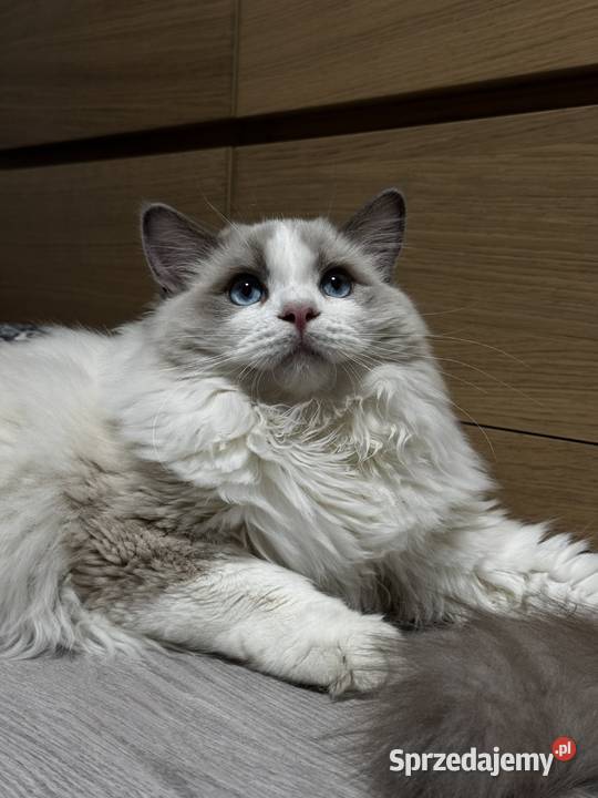 FPL kocur RAGDOLL blue bicolour Poręba