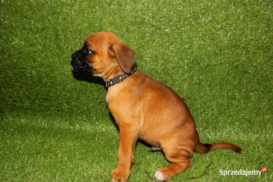 Szczeniak DRAGO Bokser z hodowli Family Bokser