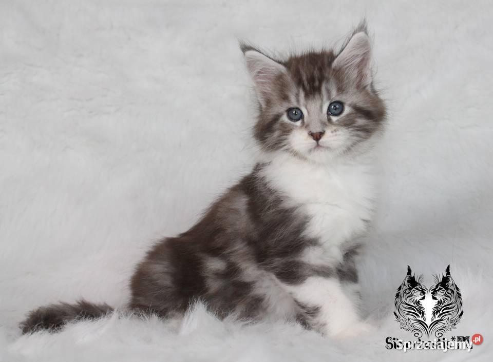 Kocurki Maine Coon od behawiorysty