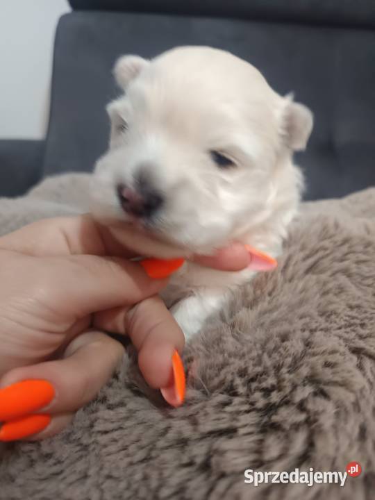 Suczka i rasy West Highland White Terrier podkarpackie Dębica