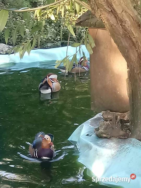 Kaczki mandarynki Zwierzęta małopolskie Skała sprzedam