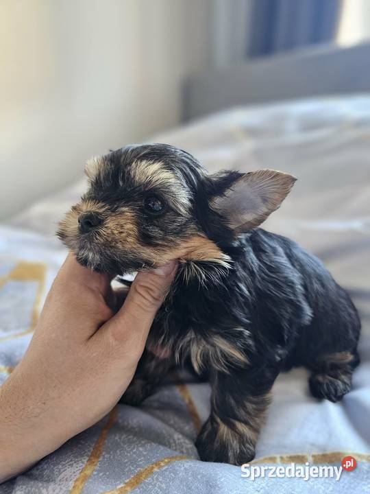 Samiec Yorkshire Terrier Częstochowa