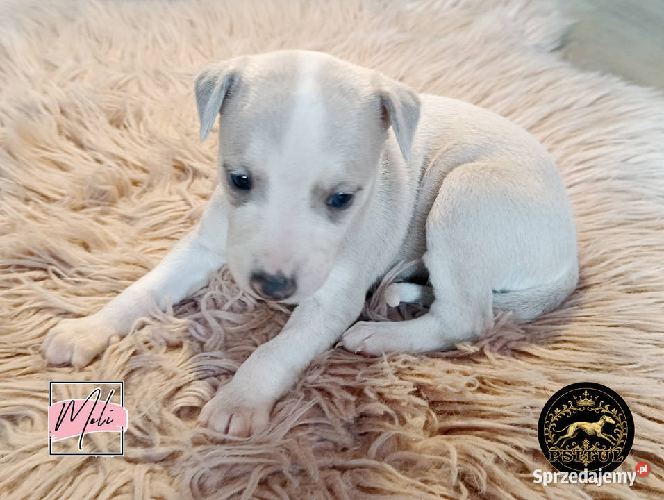 Moli Whippet na sprzedaż piękne rasowe zdrowe wielkopolskie