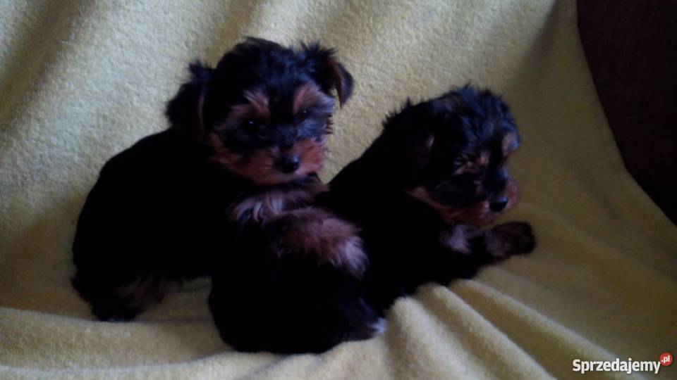 York szczenięta Yorkshire Terrier metryka chip Psy Żabno