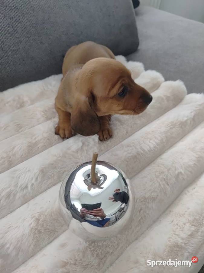 Jamnik miniatura śląskie Cieszyn