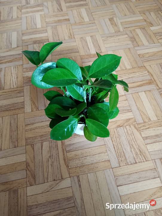 Hoya australis gęsta sadzonka Zielone Częstochowa