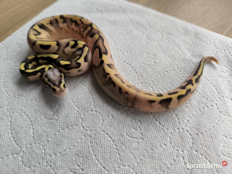 Pyton królewski Calico Pastel Fire poss het Makowiec