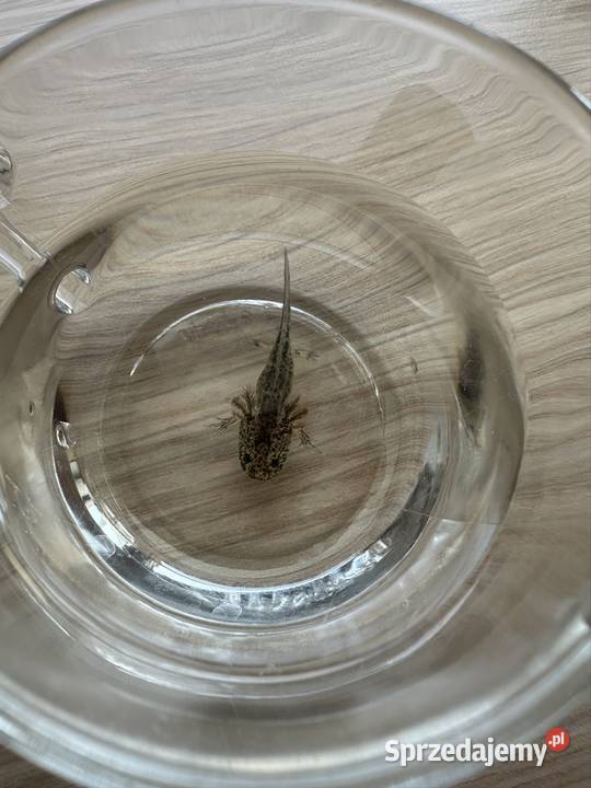 Aksolotl Axolotl Salamandra Meksykańska Płaz sprzedam