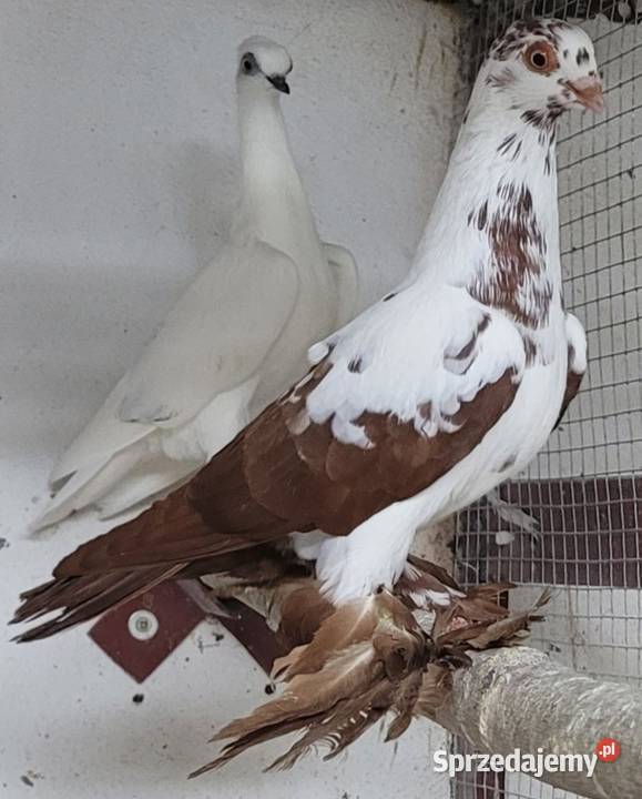Widym polski gołąb Skierniewice sprzedam