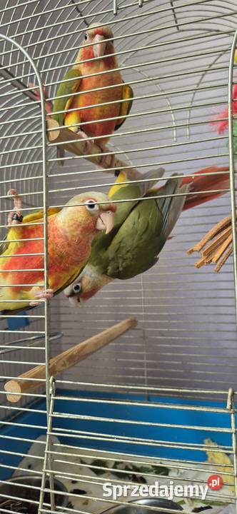 Rudosterka fantastyczny kumpel recznie karmione Mysłowice