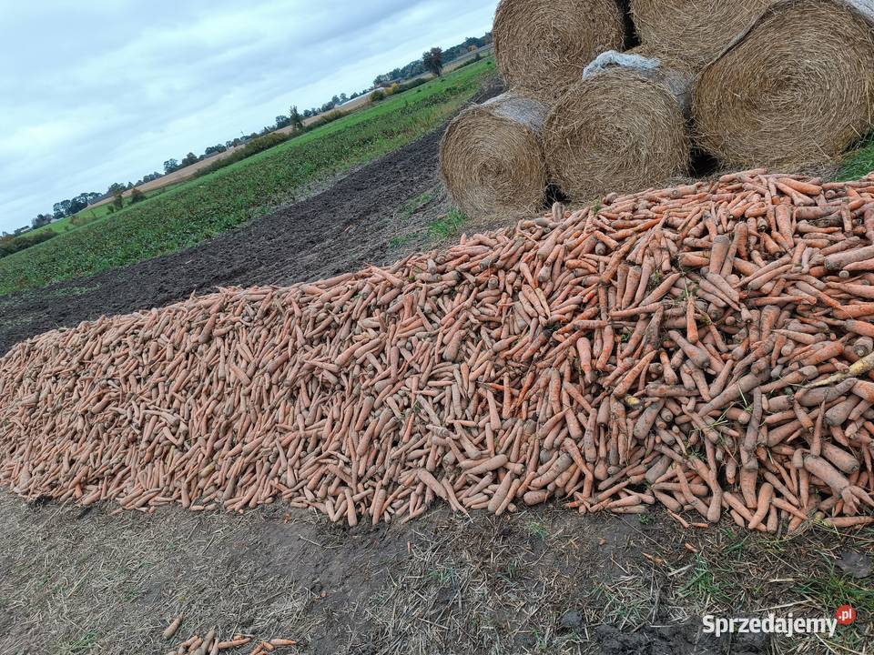 Marchew odpadowa Szczytniki