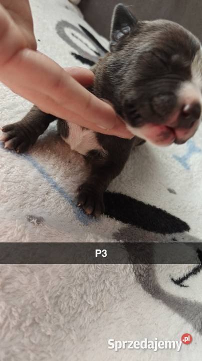 Amstaff Szczeniąta Błękitno Płowe Liliowe Blue łódzkie Strzałków
