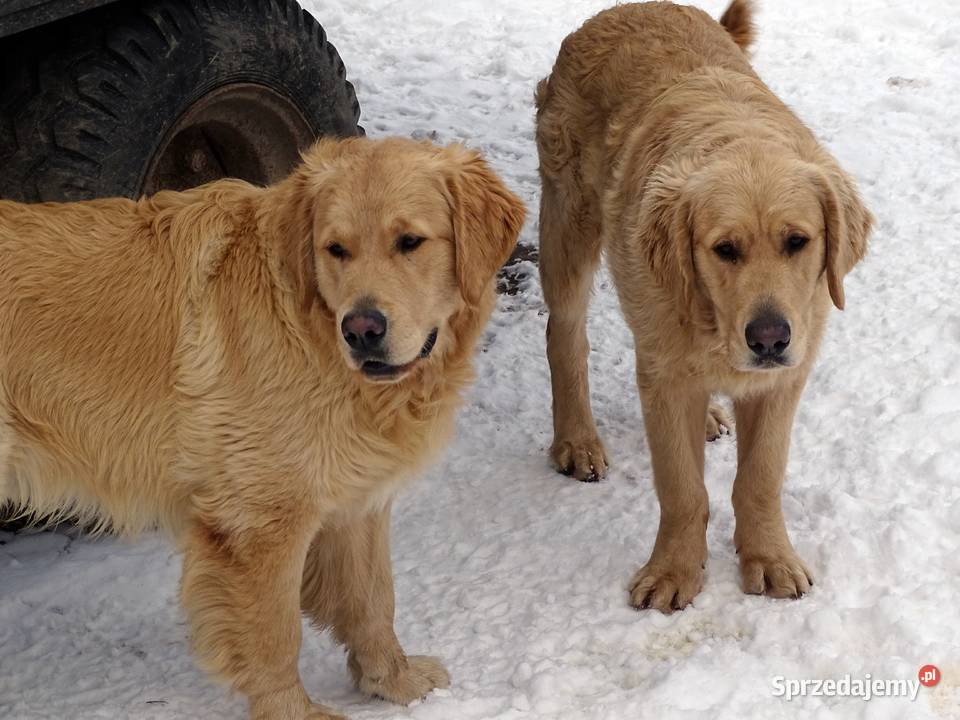 Golden retriever 8 miesięczne Przysucha