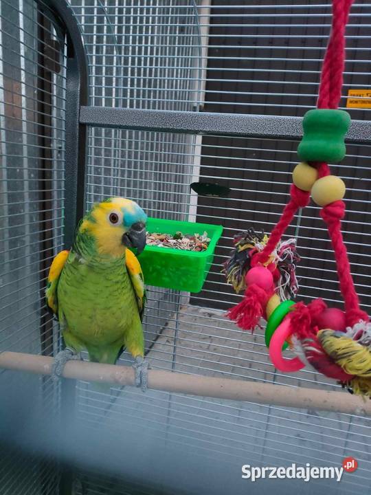 Para Amazonek niebieskoczelnych astevia świętokrzyskie Busko-Zdrój