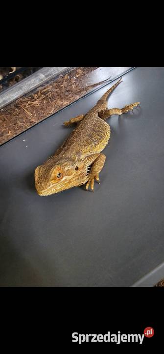 Agama brodata dorosly samiec Koszalin sprzedam